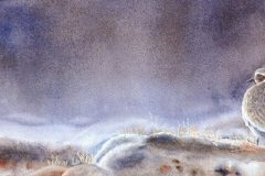 cropped-pluvier-md-copie-e1689021135832